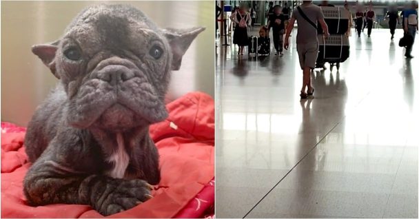 Little Dog Saved From Meat Truck, Awaited Her "Human Angel" At The Airport