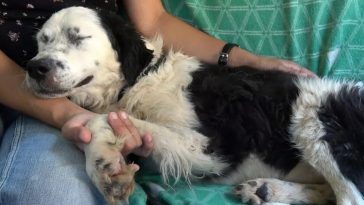 When A Neglected Dog Realizes She Has Been Saved, She Falls Asleep In The Rescuer's Lap