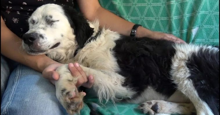 When A Neglected Dog Realizes She Has Been Saved, She Falls Asleep In The Rescuer's Lap