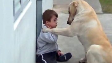 It Made Me Cry When The Dog Tried To Befriend A Boy With Down Syndrome Who Was Alone And Had No Friends