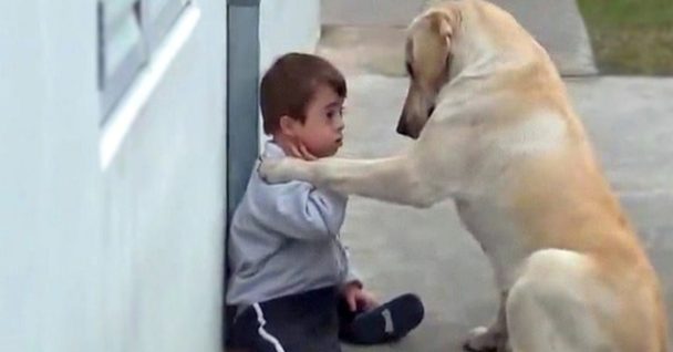 It Made Me Cry When The Dog Tried To Befriend A Boy With Down Syndrome Who Was Alone And Had No Friends