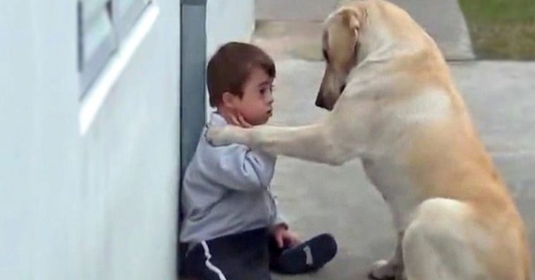 It Made Me Cry When The Dog Tried To Befriend A Boy With Down Syndrome Who Was Alone And Had No Friends