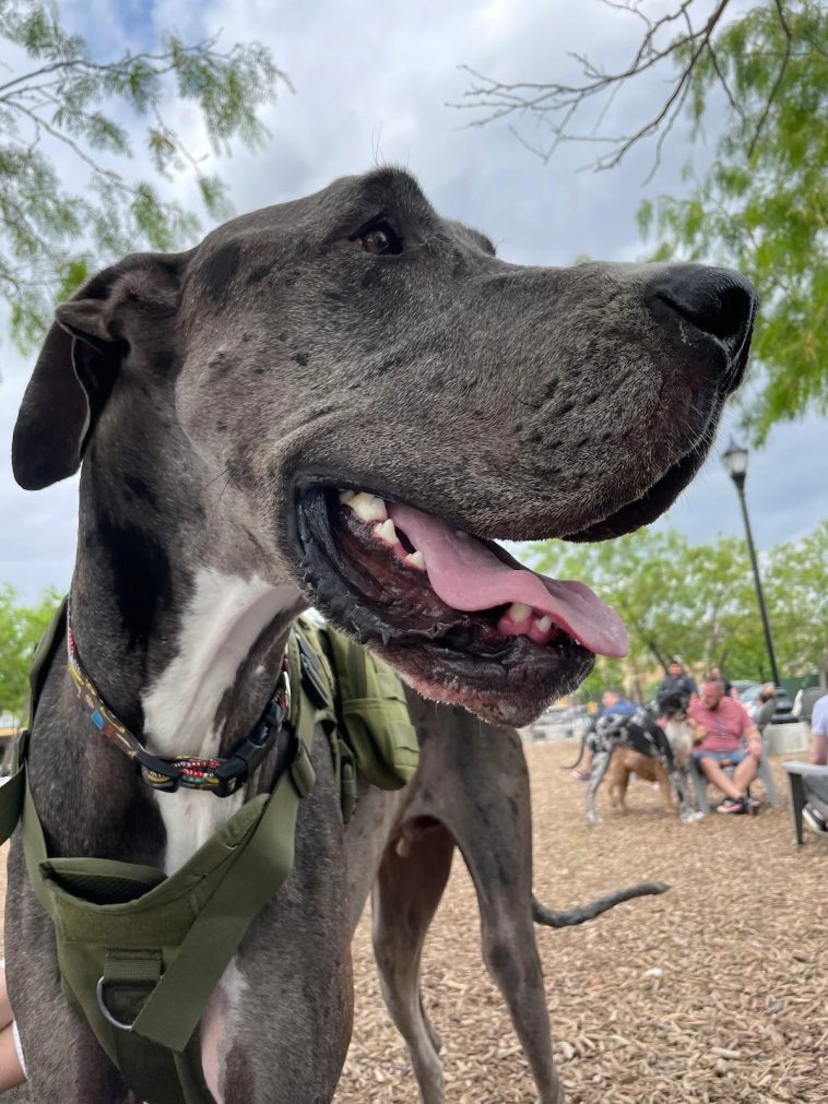 Meet Zeus: The Tallest Dog In The World Who Stands 7 Feet Tall On His ...