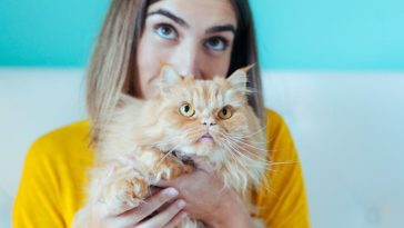 How To Adopt Rescue Cats Or Kittens