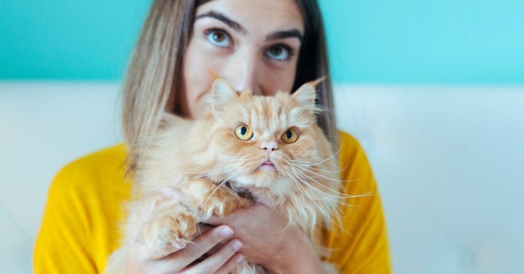 How To Adopt Rescue Cats Or Kittens