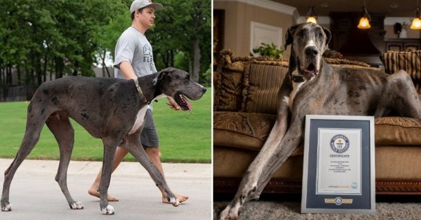 Meet Zeus: The Tallest Dog In The World Who Stands 7 Feet Tall On His Hind Legs
