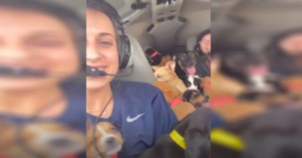 Rescuers Fly Plane Packed With 27 Puppies To Save Them From Euthanasia