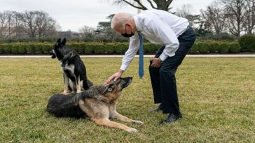 Bidens Announce The Passing Of Beloved German Shepherd, Champ