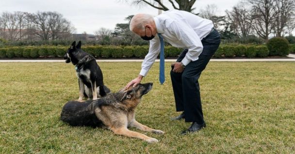 Bidens Announce The Passing Of Beloved German Shepherd, Champ