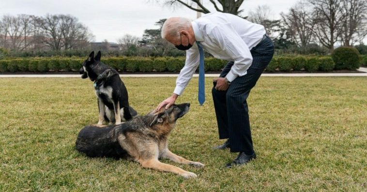 Bidens Announce The Passing Of Beloved German Shepherd, Champ