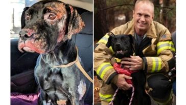 Burned Labrador Finds Forever Home With Firefighter