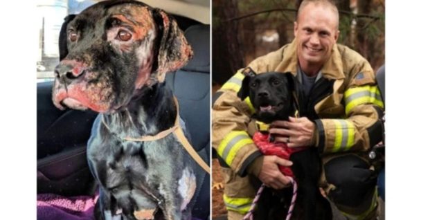 Burned Labrador Finds Forever Home With Firefighter