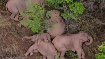 Elephant Herd Takes A Well-Deserved Nap After A Harrowing Journey Across China