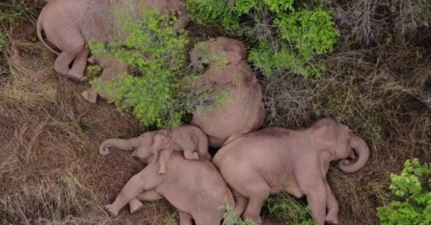 Elephant Herd Takes A Well-Deserved Nap After A Harrowing Journey Across China
