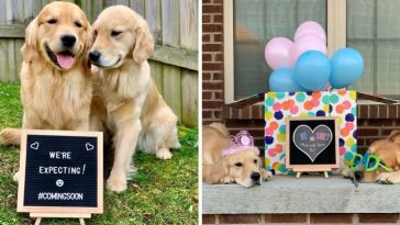 Adorable Golden Retrievers Announce Their Pregnancy In The Cutest Way Possible