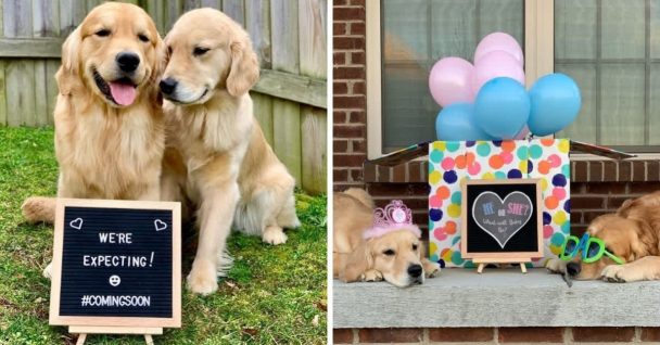 Adorable Golden Retrievers Announce Their Pregnancy In The Cutest Way Possible