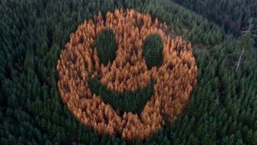 Get Ready To Smile: Discover The Magical Smiley Face Trees Of Oregon's Enchanting Forests!