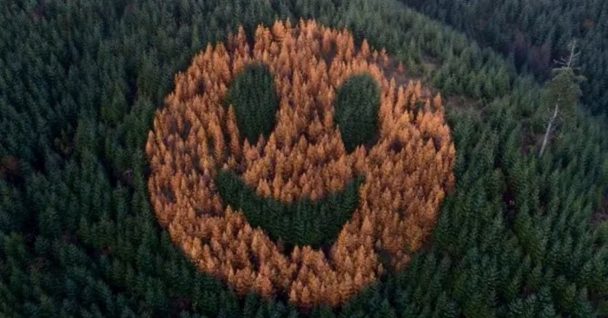 Get Ready To Smile: Discover The Magical Smiley Face Trees Of Oregon's Enchanting Forests!