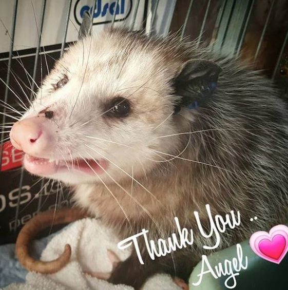 Motherly Opossum, Pregnant with Babies, Develops Close Bond with Humans ...